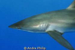 this silky shark crossed me in a touchable distance... by Andre Philip 